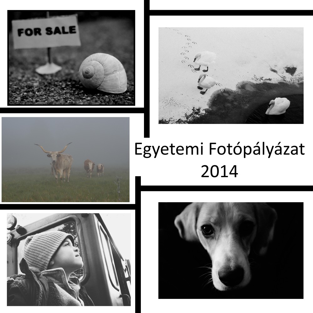 14 FotopalyazatVirtual