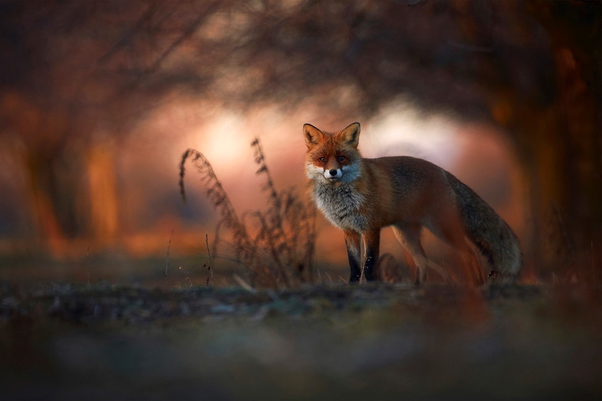 1 Kovács András Álomkép I. díj