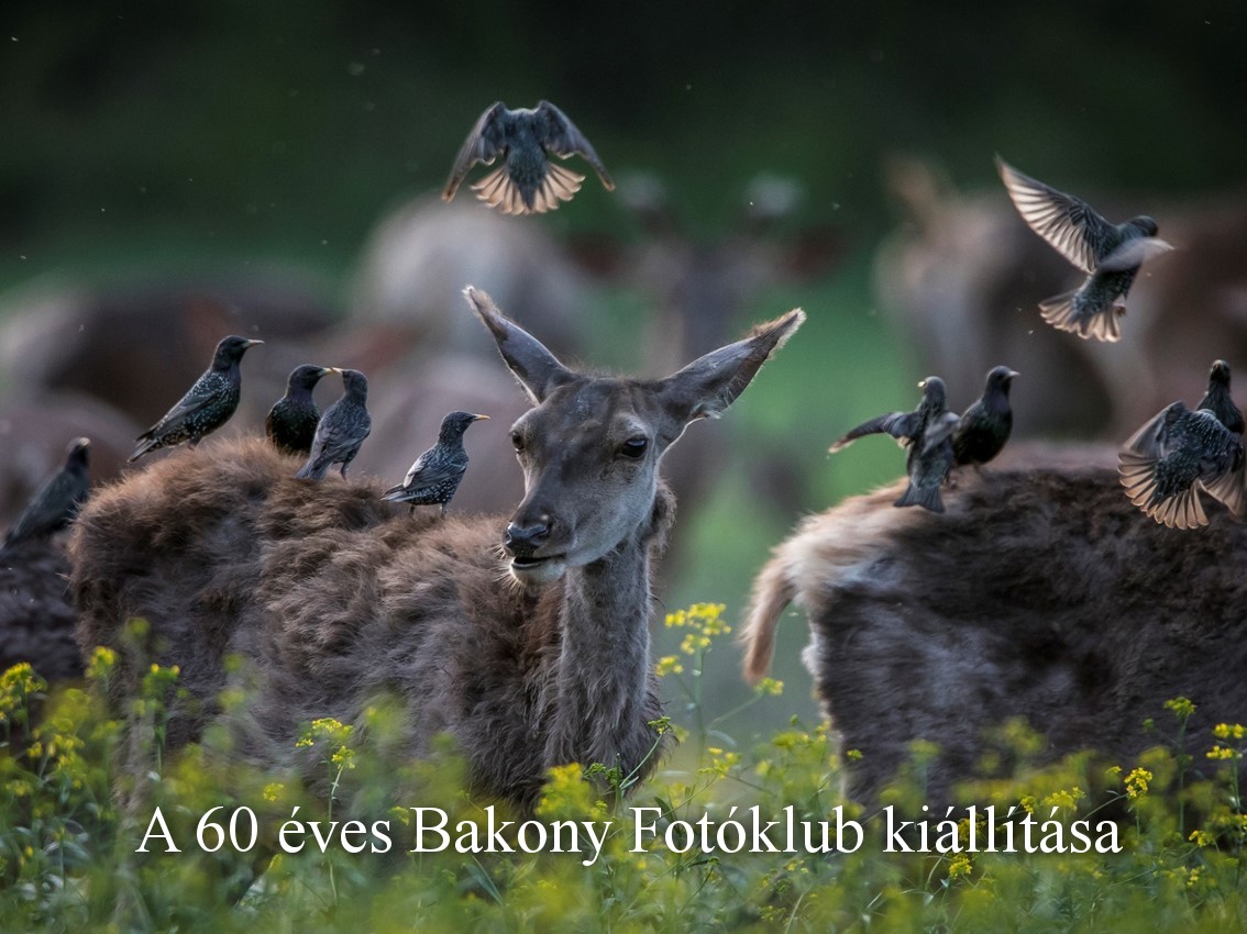 Vendegek cover 210307