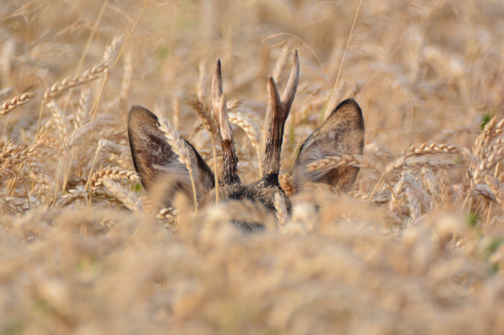 VHCecilia borito 221205