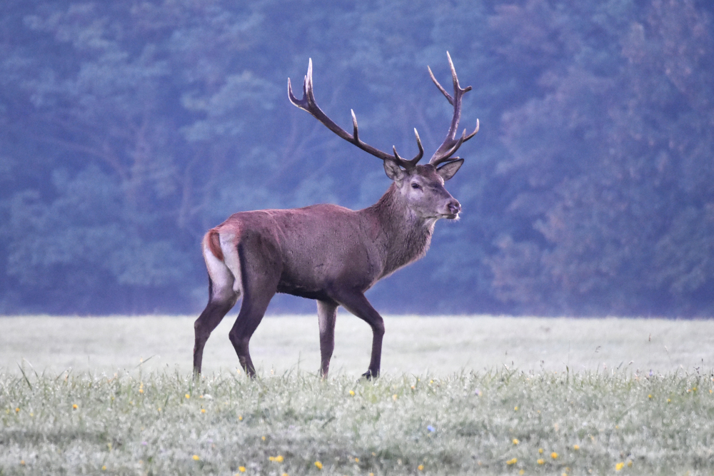 DSC 1134 Szép gímszarvas bika a hajnali bőgésben Csehbányán2